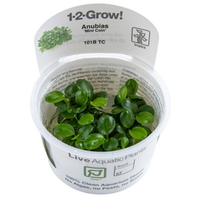 B&Q -  Anubias Barteri Mini Coin Easy Foreground Attach Aquarium Plant