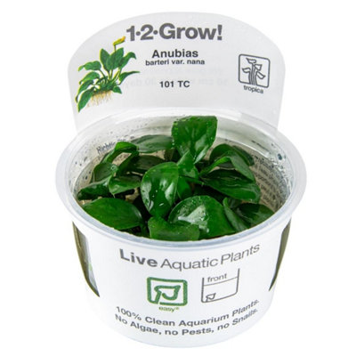 B&Q -  Anubias Barteri Nana Easy Foreground Attach Aquarium Plant