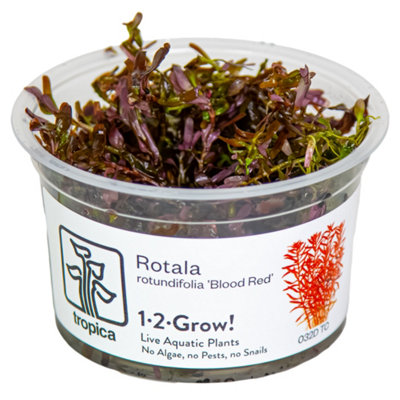 Tropica Grow Rotala Rotundifolia Medium Blood Red Aquarium Plant from B&Q
