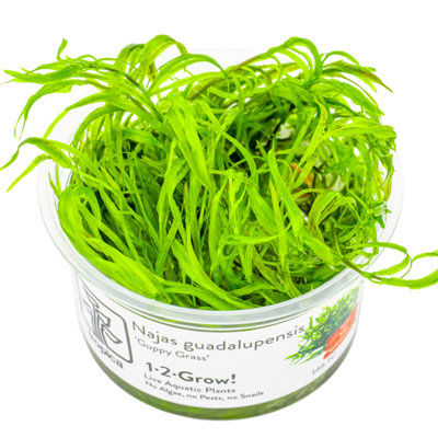 B&Q -  Najas Guadalupensis Guppy Grass Easy Middleground Aquarium Plant