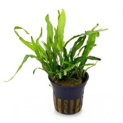 B&Q Tropica Microsorum Pteropus 'Narrow' Live Aquatic Plant Pot