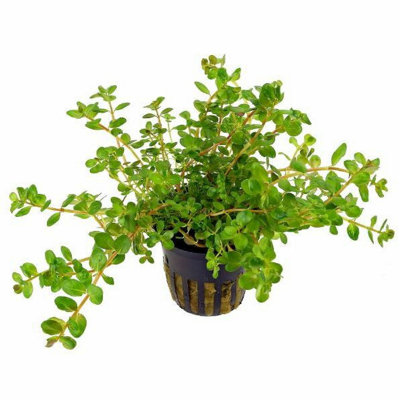 Tropica Rotala Rotundifolia Live Aquatic Plant Pot from B&Q