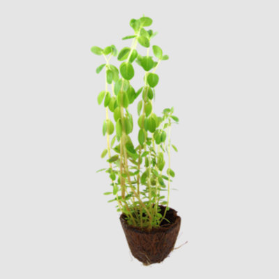 B&Q Tropica Rotala Rotundifolia Live Aquatic Plant Mini Pot Light/Red/Green