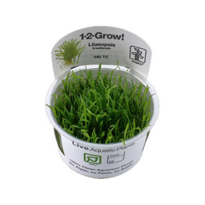 Tropica Lilaeopsis Brasiliensis 1 2 Grow from B&Q