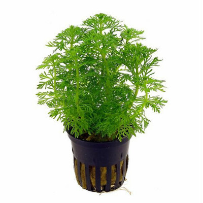 B&Q Tropica Limnophila Sessiliflora Live Aquatic Plant Pot Light