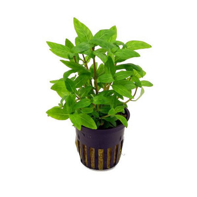Tropica Staurogyne Repens Live Aquatic Plant Pot from B&Q