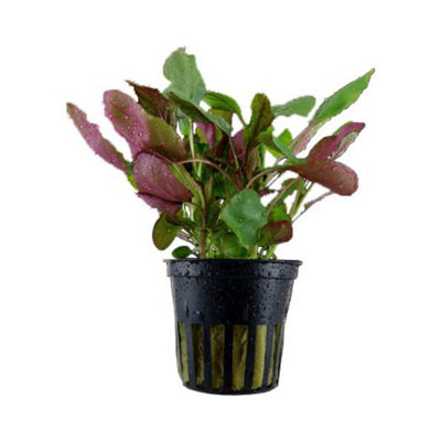 Tropica Lobelia Cardinalis Live Aquatic Plant from B&Q