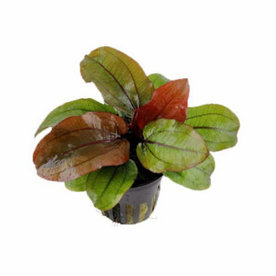 Tropica Echinodorus 'reni' Live Aquatic Plant Pot from B&Q
