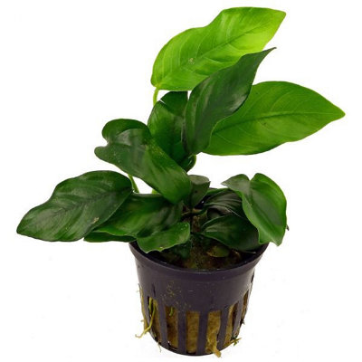 Tropica Anubias Barteri Var. Nana from B&Q