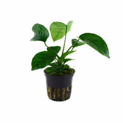  - Tropica Anubias Barteri Caladiifolia Live Aquatic Plant Pot