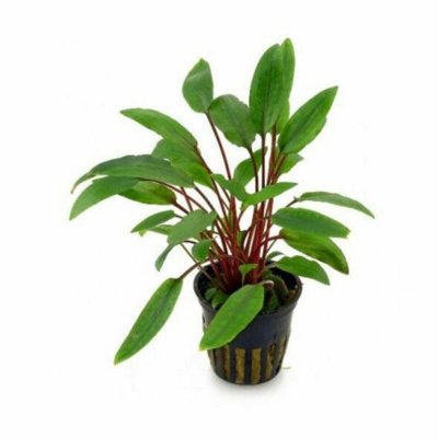 Tropica Cryptocoryne Beckettii 'petchii'Live Aquatic Plant Pot from B&Q