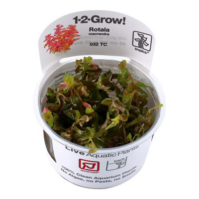 Tropica Grow Rotala Advanced Macrandra Red Aquarium Plant from B&Q