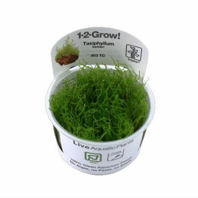 Tropica Taxiphyllum Barbieri 1 2 Grow from B&Q