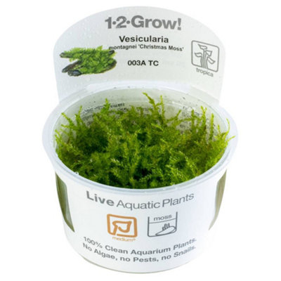 B&Q -  Grow Vesicularia Montagnei Christmas Moss Medium Foreground Aquarium Plant