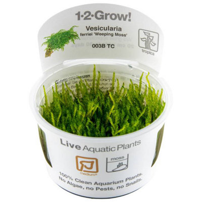 B&Q -  Grow Vesicularia Ferriei Weeping Moss Medium Foreground Aquarium Plant
