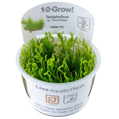 B&Q -  Grow Taxiphyllum Sp Flame Moss Medium Middleground Aquarium Plant