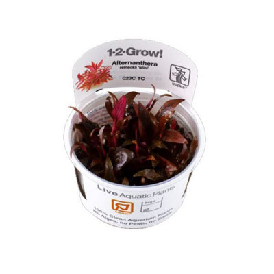 Tropica Alternanthera Reineckii 'mini' 1 2 Grow from B&Q