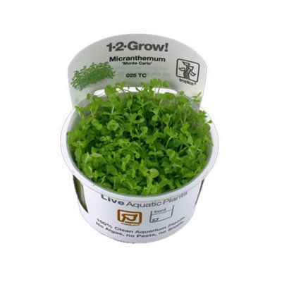 Tropica Micranthemum Monte Carlo 1-2-Grow from B&Q