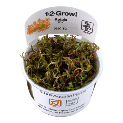 Tropica Grow Rotala Rotundifolia Medium Aquarium Plant from B&Q