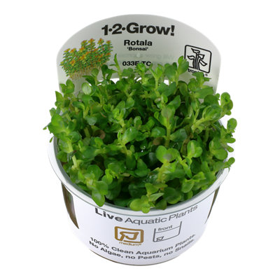 Tropica Rotala Indica Bonsai Medium Middleground Aquarium Plant from B&Q