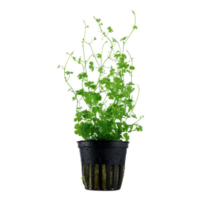 Tropica Grow Hydrocotyle Tripartita Aquarium Plant from B&Q