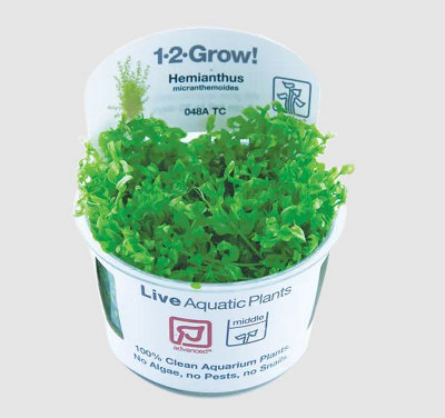 Tropica Grow Hemianthus Micranthemoides Aquarium Plant from B&Q