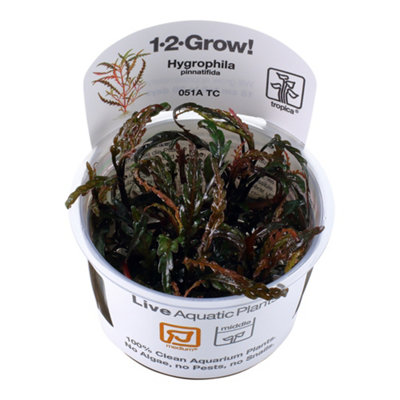 B&Q -  Hygrophila Pinnatifida Medium Middleground Aquarium Plant