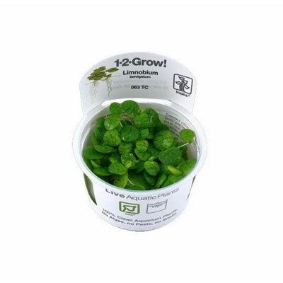 Tropica Limnobium Laevigatum 1 2 Grow from B&Q