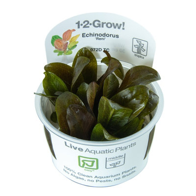 B&Q -  Echinodorus Reni Easy Middleground Aquarium Plant
