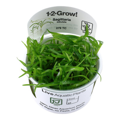 B&Q -  Sagittaria Subulata Easy Middleground Aquarium Plant