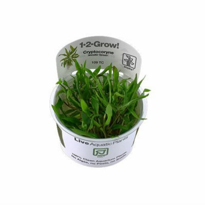 Tropica Cryptocoryne Wendtii 'green' 1 2 Grow from B&Q