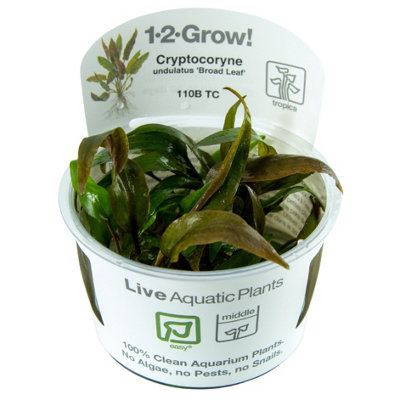 B&Q -  Cryptocoryne Undulata Broad Leaf Easy Middleground Aquarium Plant