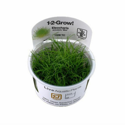Tropica Eleocharis Acicularis Mini 1-2-Grow from B&Q