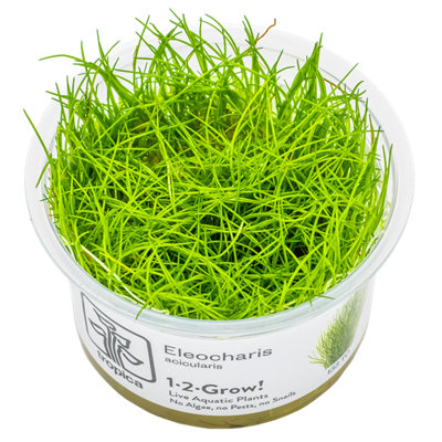 Tropica Eleocharis Acicularis Live Aquarium Plant from B&Q