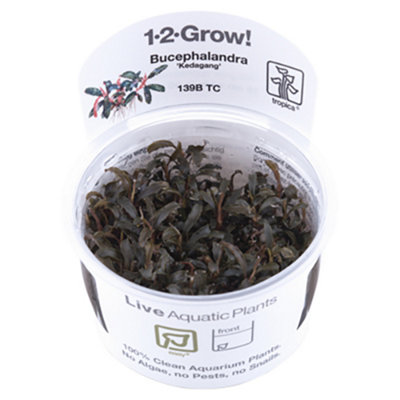 Tropica Bucephalandra Kedagang Easy Foreground Attach Aquarium Plant from B&Q