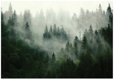 Wallarena Photo Wallpaper Forest Fog Trees Green Non-Woven Wall Mural Modern 350X250 Cm  + Paste from B&Q