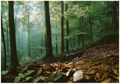 Wallarena Photo Wallpaper Forest 3D Bedroom Non-Woven Wall Mural Modern 250X175 Cm from B&Q