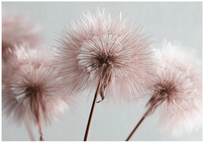 Wallarena Photo Wallpaper Living Room Dandelions Non-Woven Wall Mural Modern 400X280 Cm from B&Q