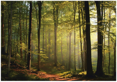 Wallarena Photo Wallpaper Forest Bedroom Non-Woven Wall Mural Modern 250X175 Cm from B&Q