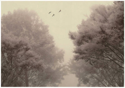 Wallarena Photo Wallpaper Forest Vintage Wall Mural Non-Woven Modern 400X280 Cm from B&Q