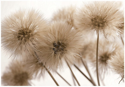 Wallarena Photo Wallpaper Dandelions Boho Non-Woven Wall Mural Modern 300X210 Cm from B&Q