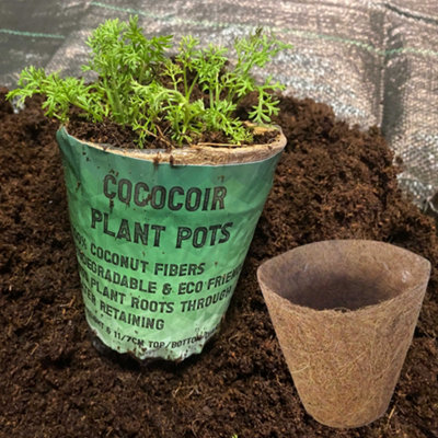  - Coir Pot Bottom 7Cm Top 11Cm Height 12Cm X1