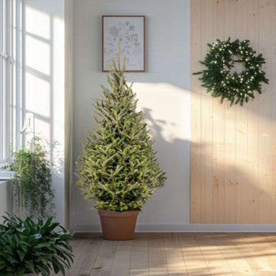 5ft Fraser Fir Pot Grown Christmas Tree Real Living Potted Plant DIY at B&Q