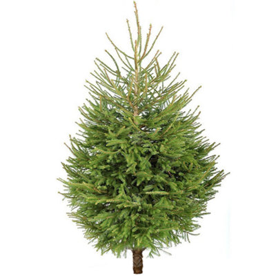 5ft Fresh Cut Norway Spruce Christmas Tree Real Live Fresh Seasonal Xmas Tree (5ft, 150cm) Delivery 25th  - 29th November