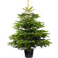 5ft Nordmann Fir Pot Grown Christmas Tree - Real Living Potted Plant