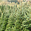5ft Nordmann Fir Pot Grown Christmas Tree - Real Living Potted Plant
