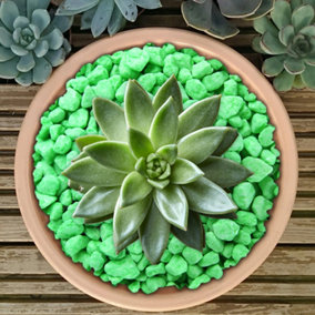 5kg Green Coloured Plant Pot Garden Gravel - Premium Garden Stones for Decoration