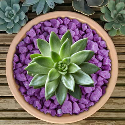 5kg Purple Coloured Plant Pot Garden Gravel - Premium Garden Stones for Decoration