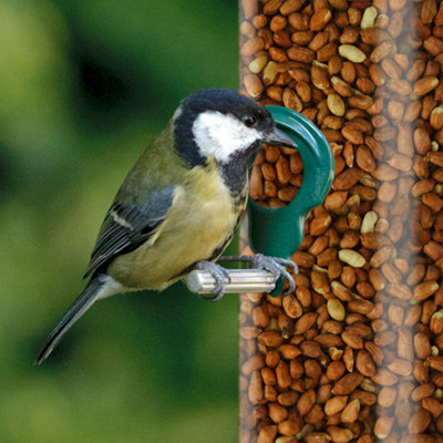 5kg SQUAWK Whole Peanuts - Fresh Premium Wild Garden Bird Seed Food Nut Energy Feed - 3
