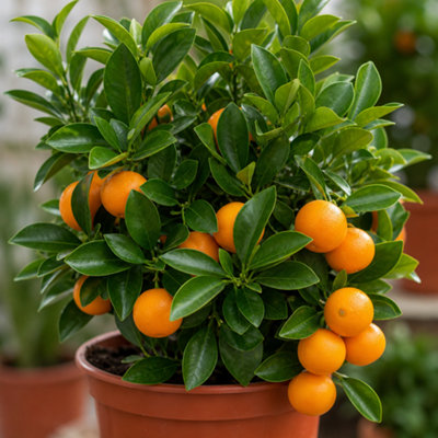 5L Large Calamondin Tree in Decorative Pot Outdoor Citrus Tree Plant ...